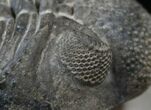 Drotops Trilobite With Perfect Eyes #16073-5